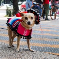 寵物友善酒店:與愛寵共築心靈的避風港